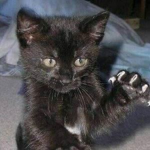 Meet your Posher, Denji